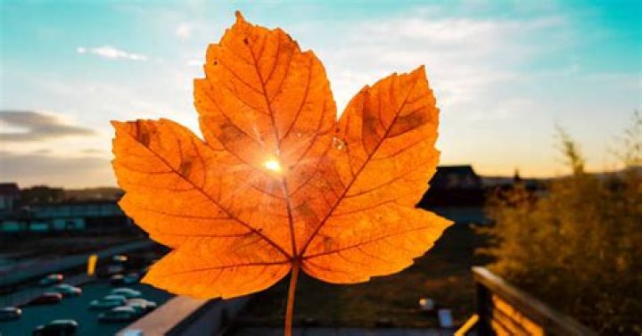 MapleStar NobaraXyuji: The Rising Stars of the Anime Universe