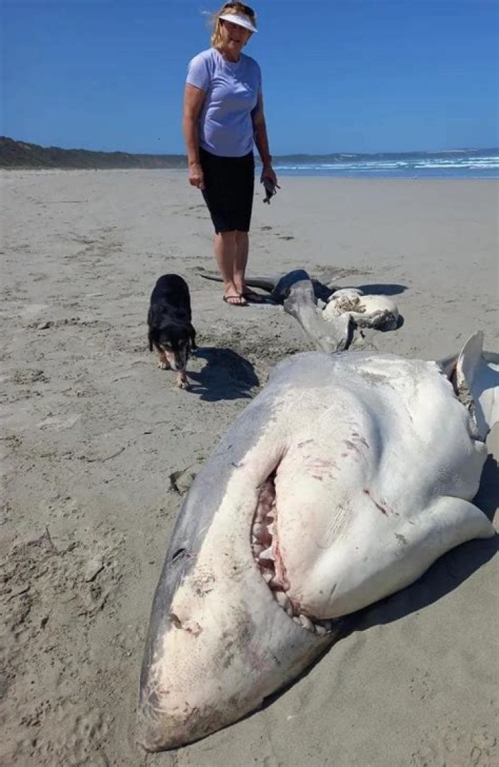 Exploring the Controversy: Shark.bae Nude Leaks and Its Impact